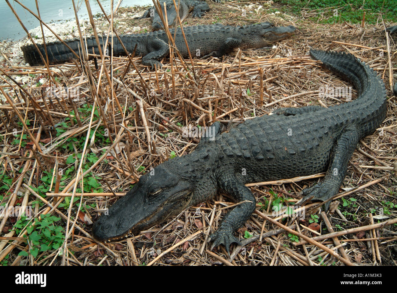 American Alligator Alligator mississippiensis Everglades National Park USA Stock Photo