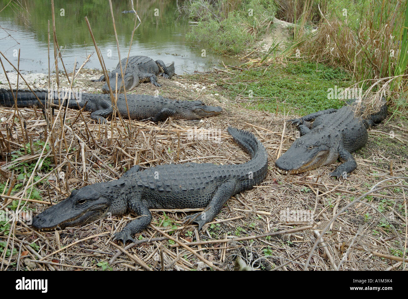 American Alligator Alligator mississippiensis Everglades National Park USA Stock Photo