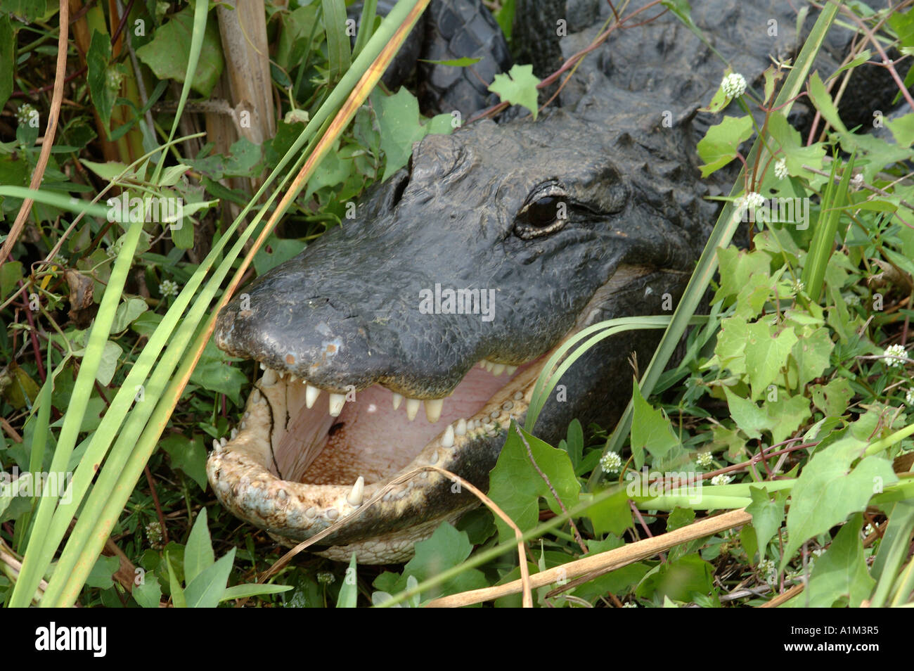 American Alligator Alligator mississippiensis Everglades National Park USA Stock Photo