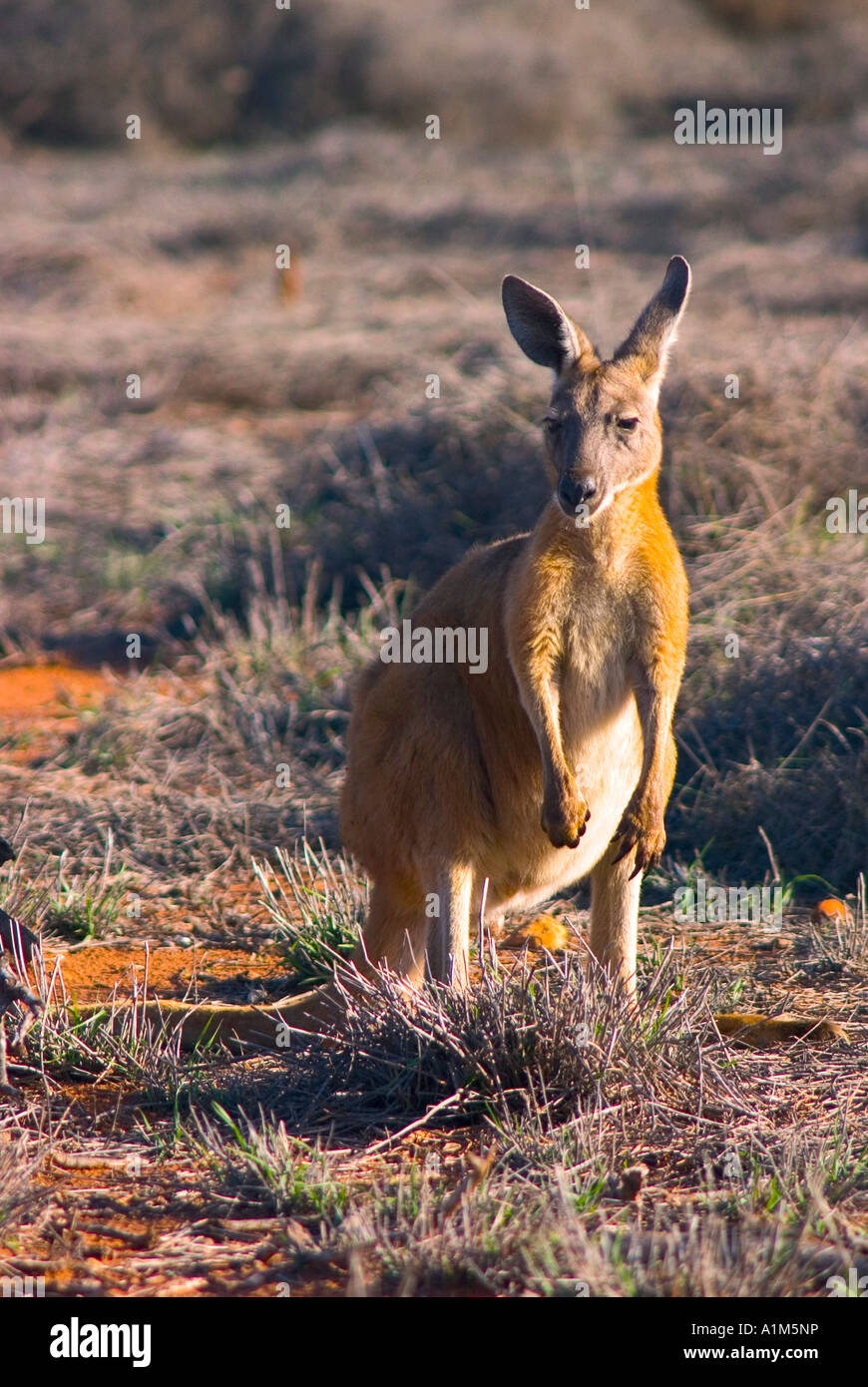 kronblad facet billig Kangaroo in Cape Range National Park, Western Australia, Australia Stock  Photo - Alamy
