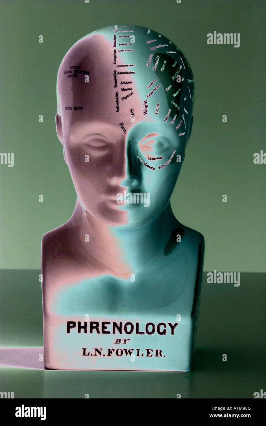 Phrenology head displaying human characteristics Stock Photo
