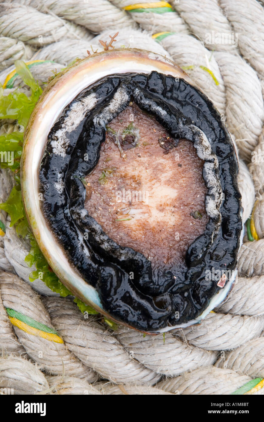 Tasmanian black lipped abalone Haliotis rubra Stock Photo - Alamy