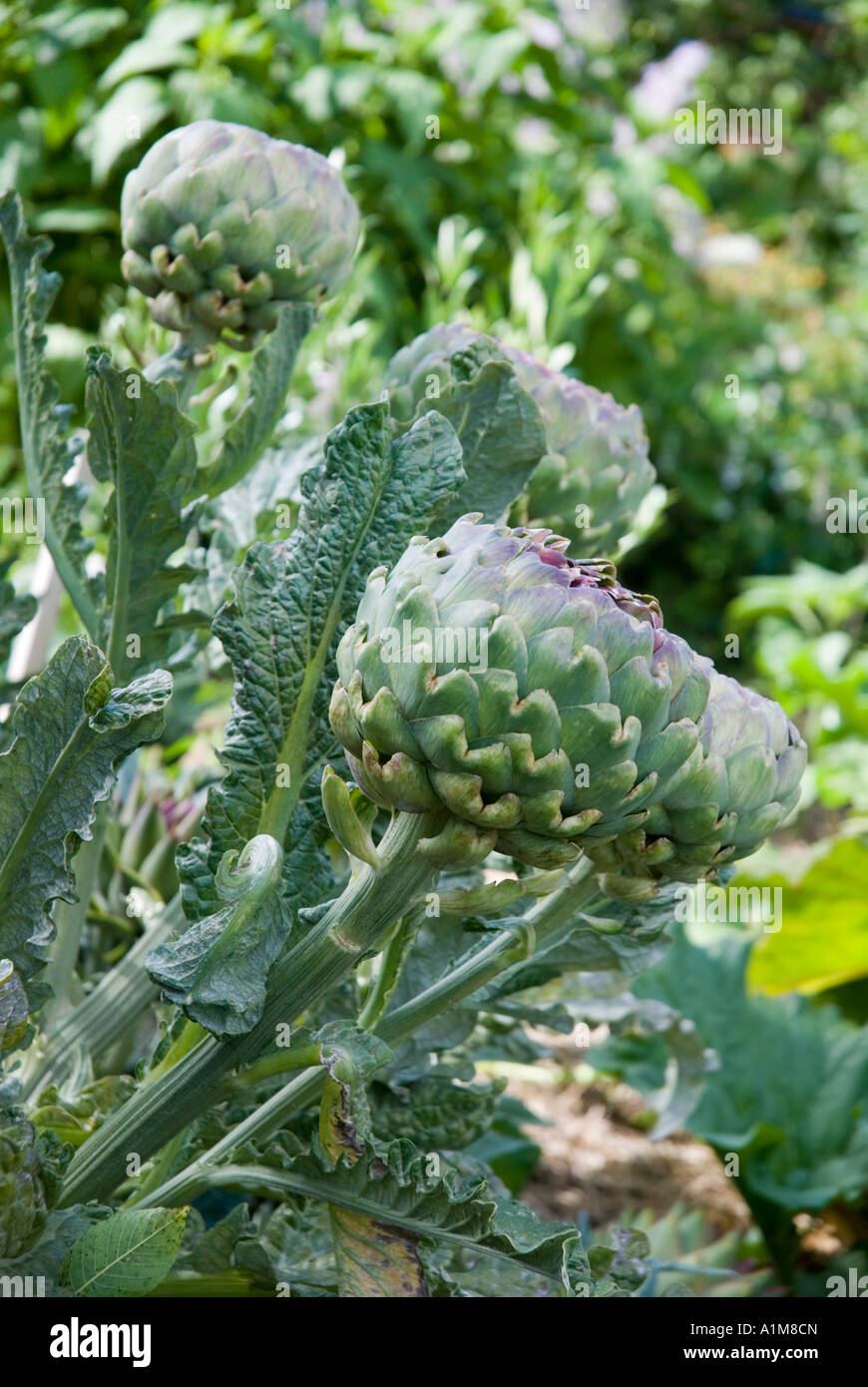 Globe artichoke cynara scolymus Stock Photo Alamy