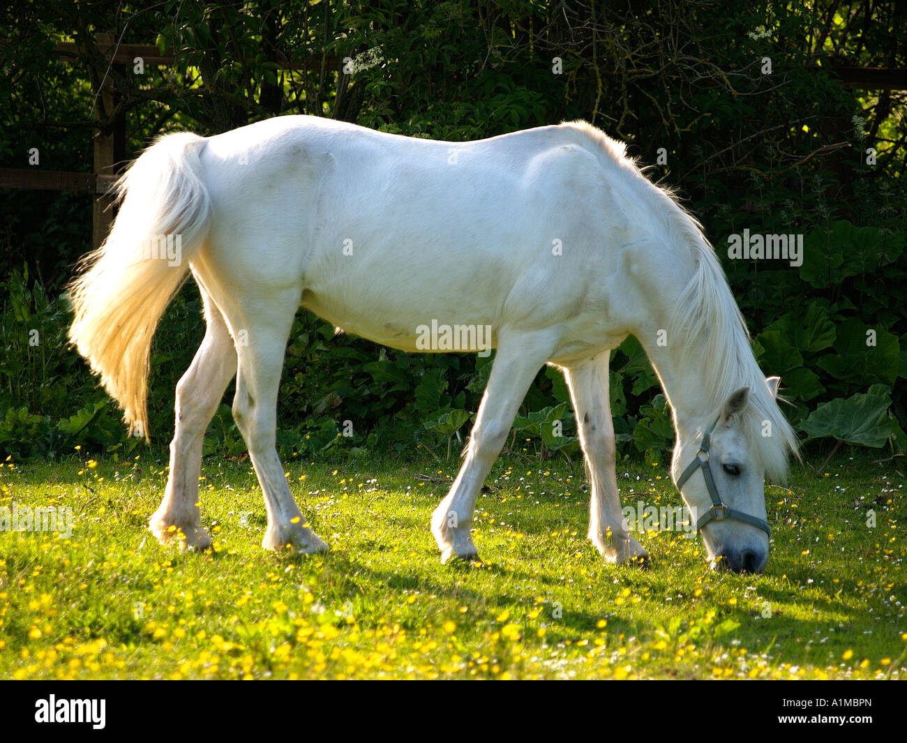 White horse grazing in field Stock Photo - Alamy