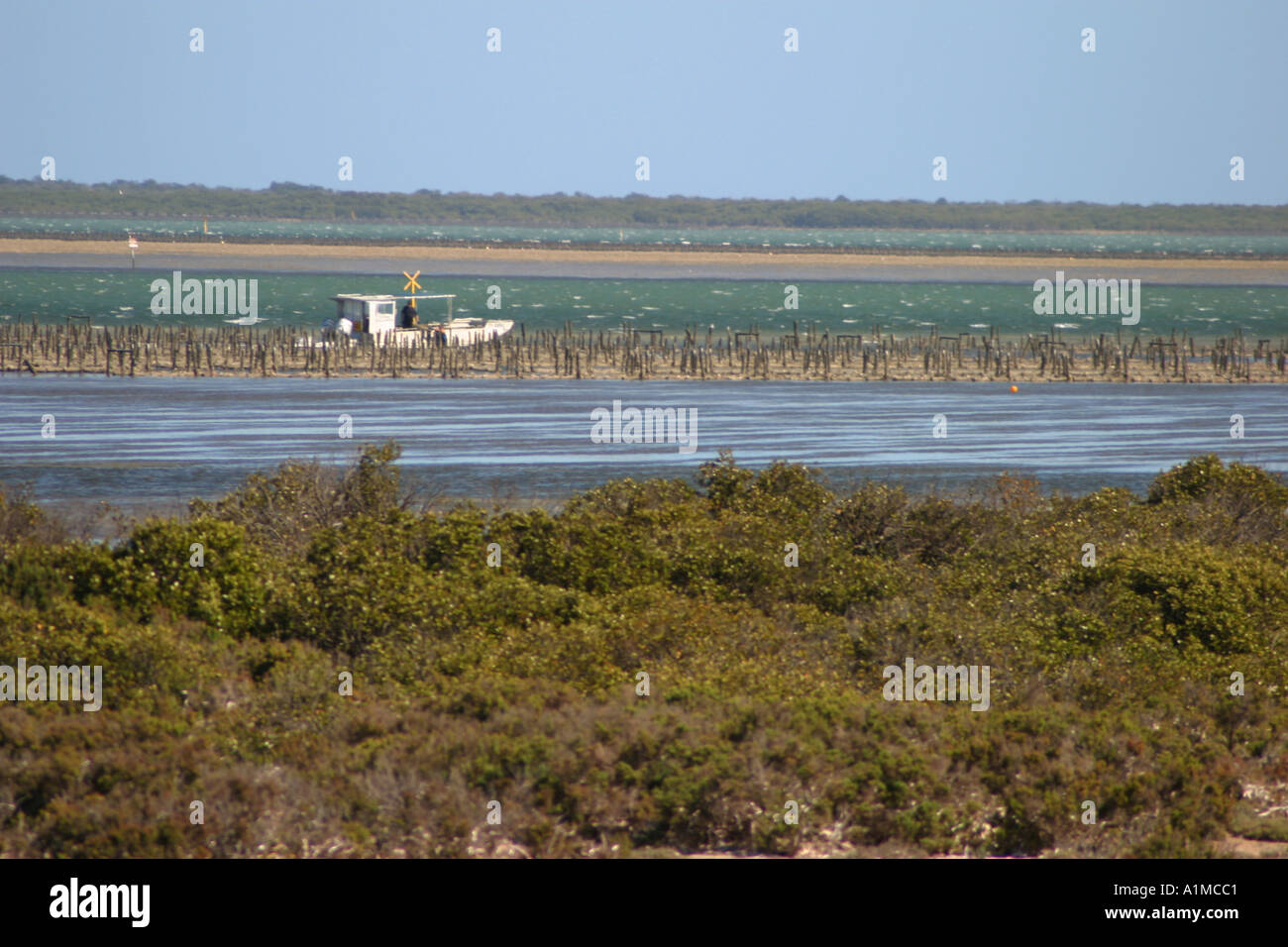 Oyster lease Cowell South Australia Stock Photo Alamy