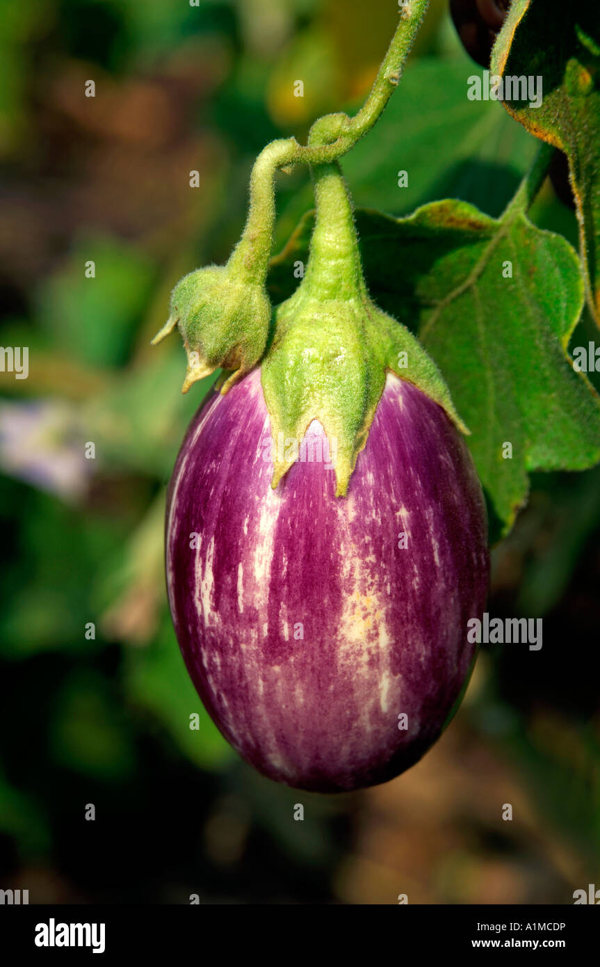 Brinjal, Aubergine, eggplant, growing in farm at Akola, Maharashtra