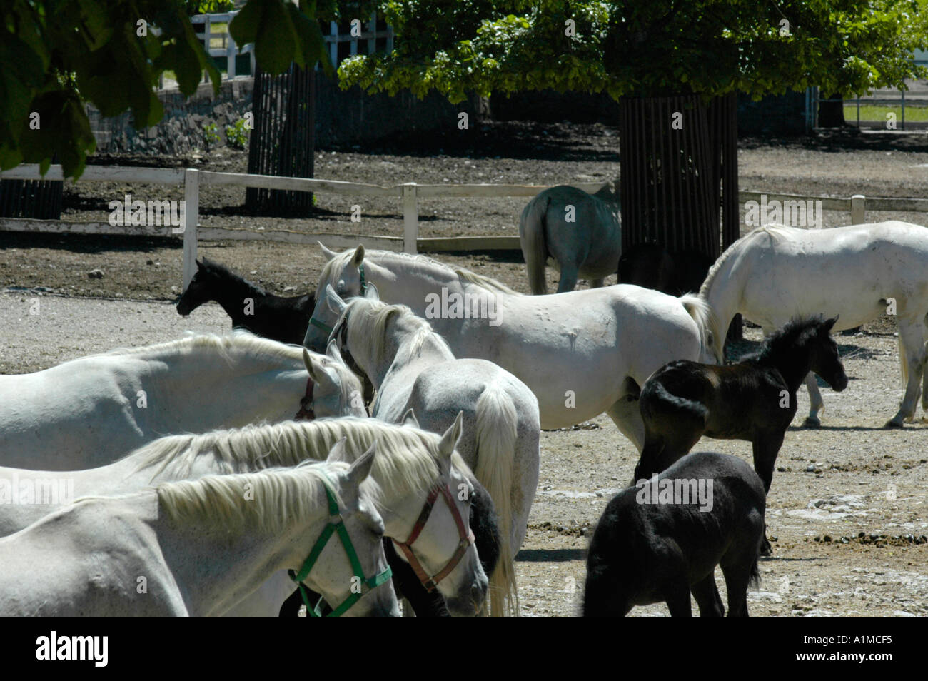 Lippizaner Breeding Farm Hi res Stock Photography And Images Alamy