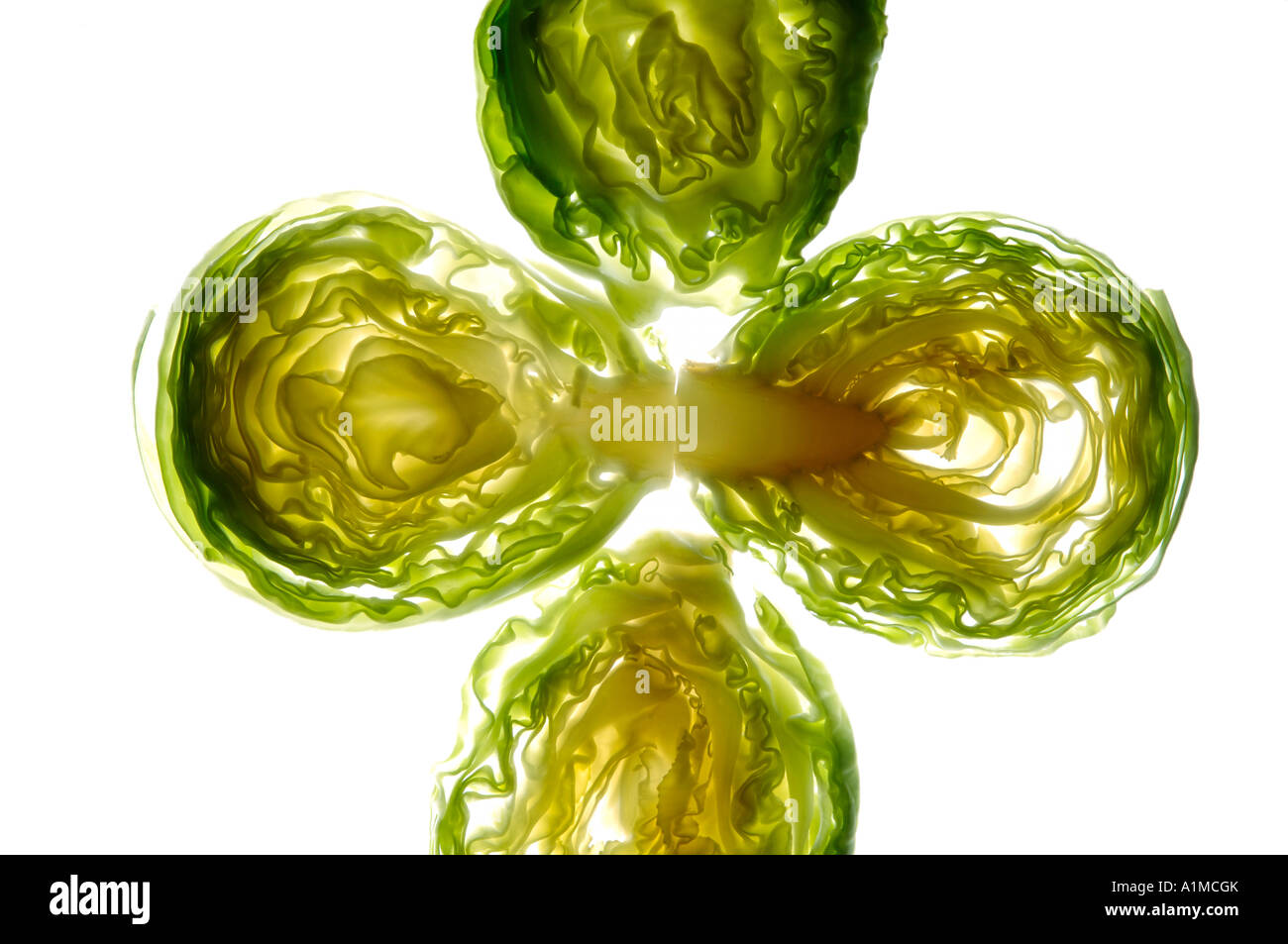 HMA210061 Vegetables Four Cabbage Slices with white background Stock Photo