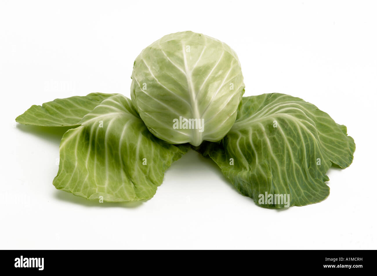 HMA210092 Vegetable one Cabbage with white background Stock Photo