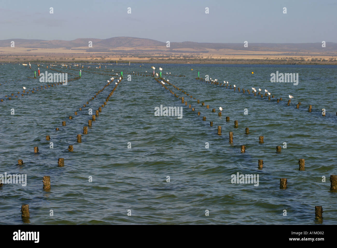 Oyster farm lease Stock Photo Alamy