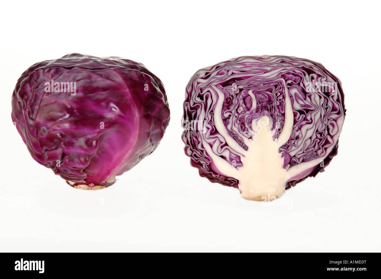 Red Cabbage with white background Stock Photo