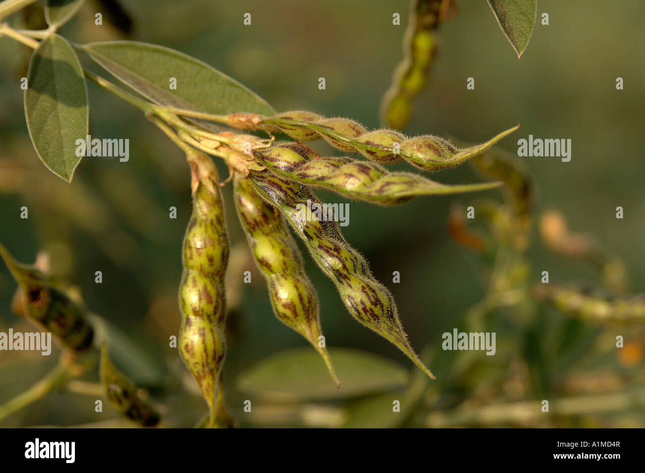 HMA210136 Grain Tuwar Dal Pigion pea on the plant in Farm Akola Maharashtra India Stock Photo