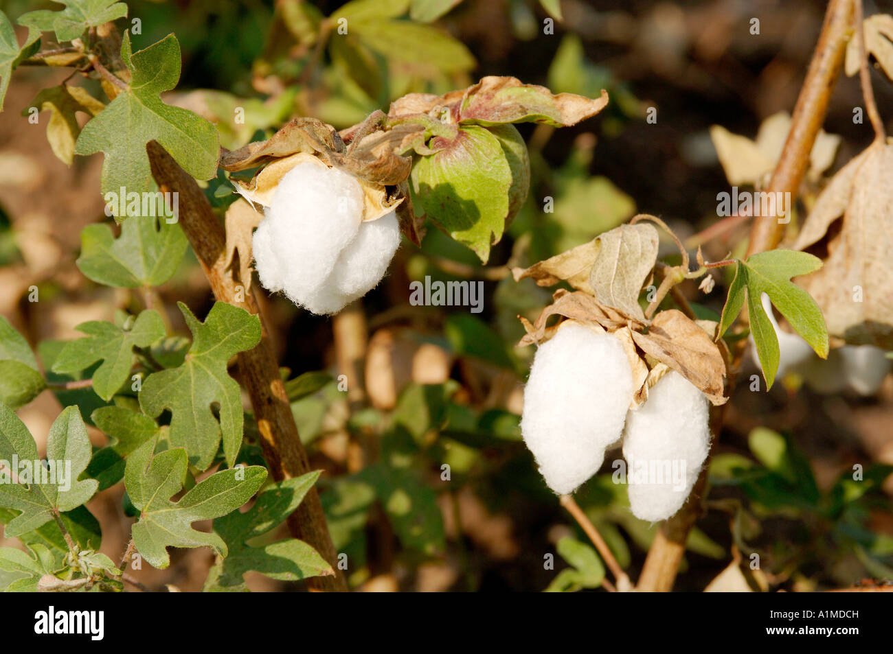 White Cotton High Resolution Stock Photography and Images - Alamy
