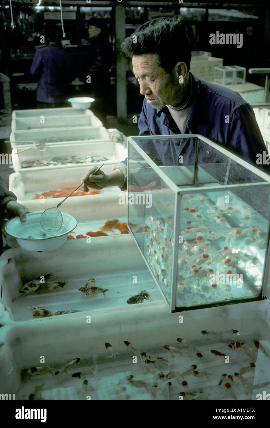 aquarium fish dealers