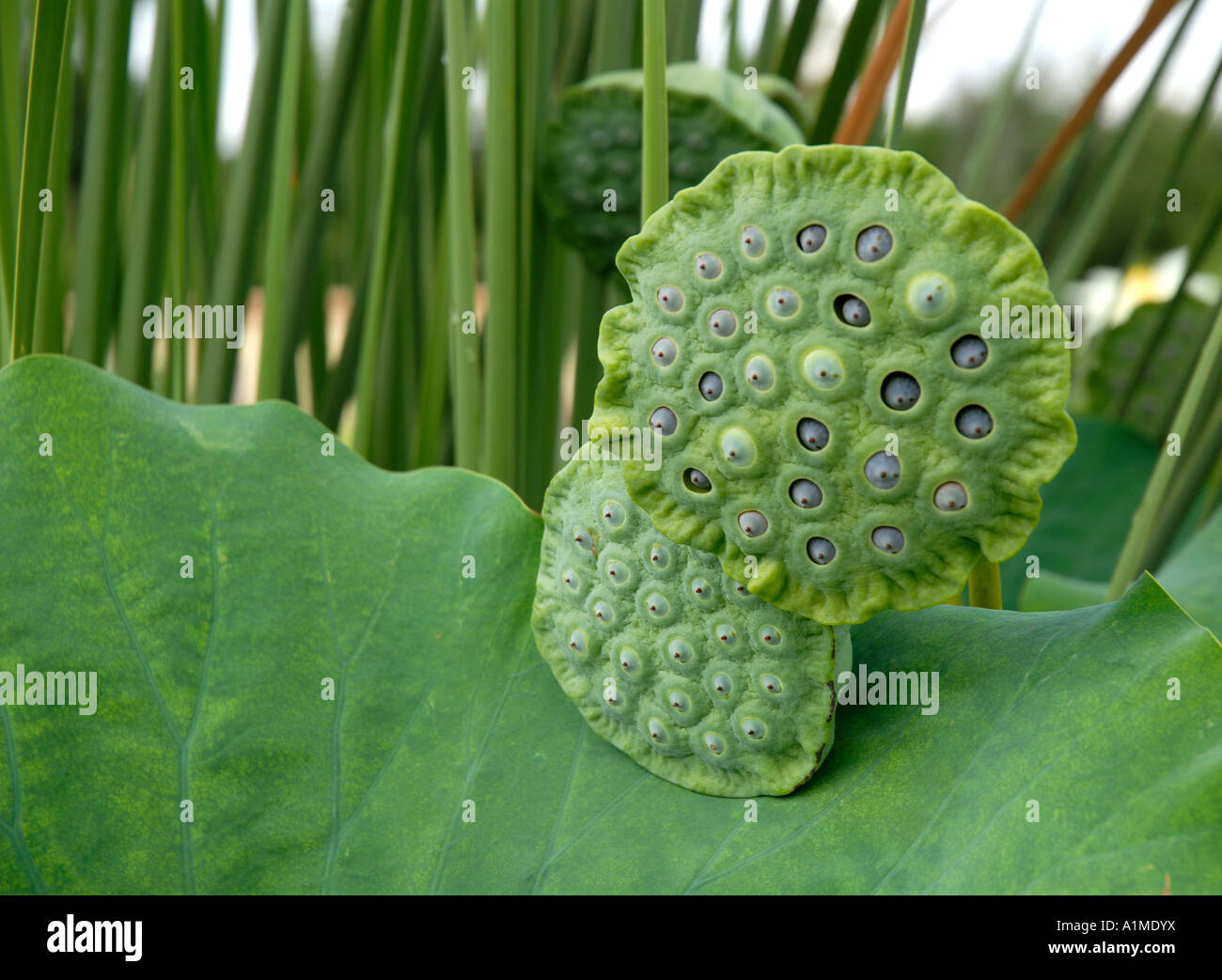 Lotus seed pods Stock Photo Alamy