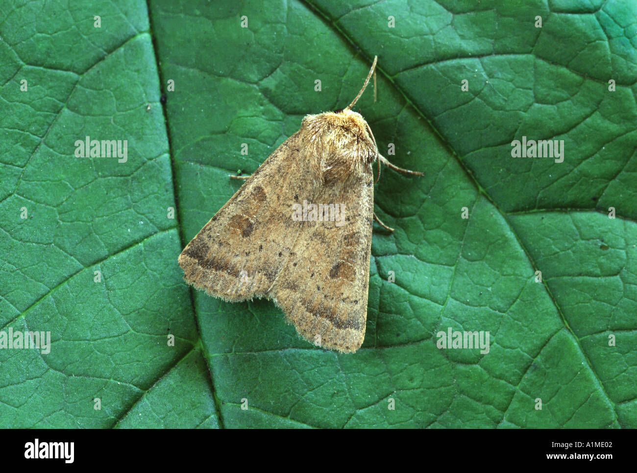 Vine s Rustic moth Hoplodrina ambigua Stock Photo
