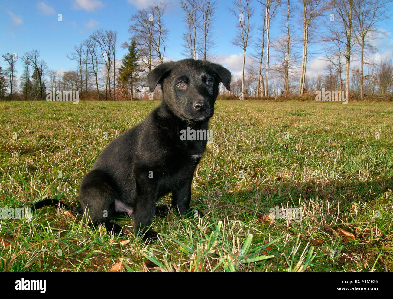 little black puppy sitting on a meadow Stock Photo - Alamy