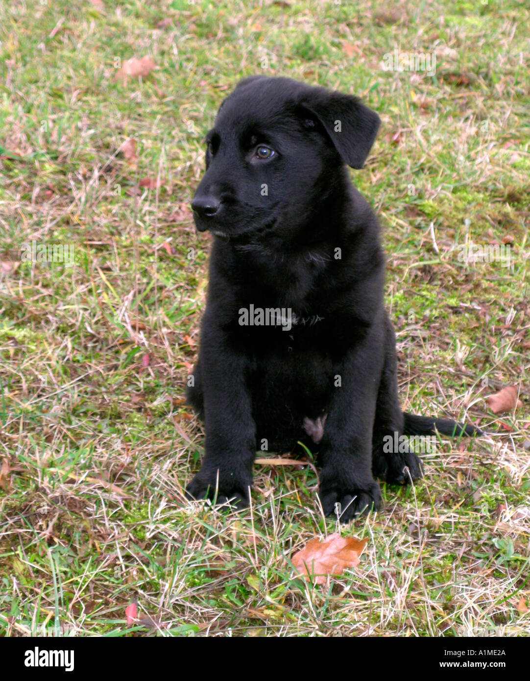 little black puppy sitting on a meadow Stock Photo - Alamy