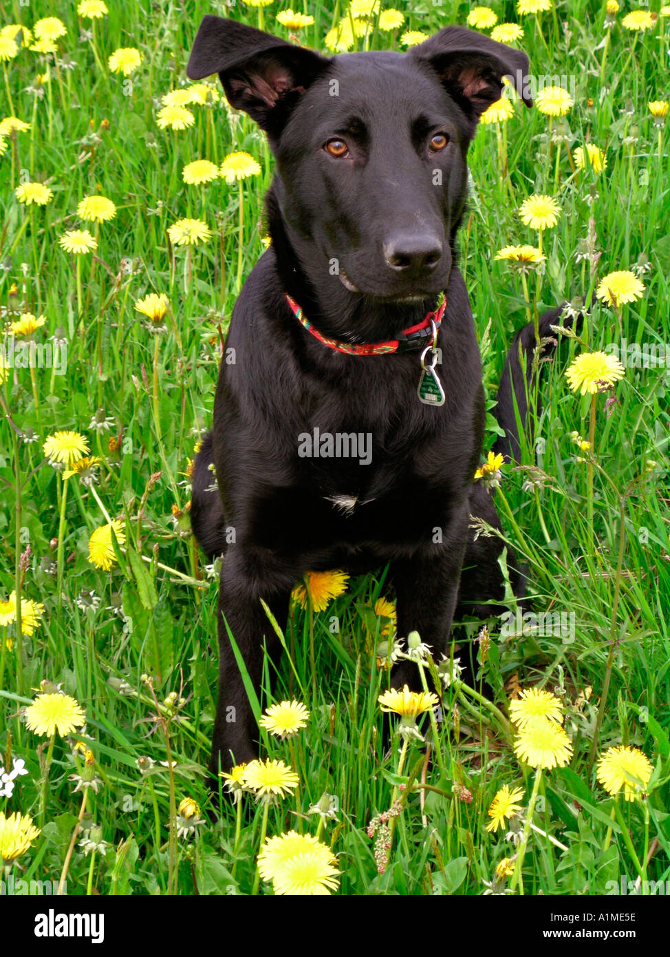 little black dog sitting in the middle of flowers of dandelion Stock ...