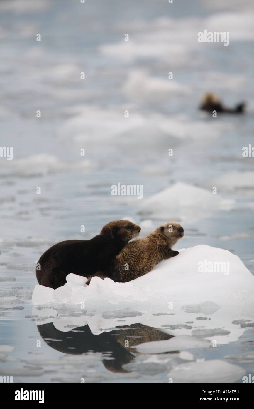 Sea Otter with pup on ice flow in Surprise Inlet Harriman Fiord Prince William Sound Chugach National Forest Alaska Stock Photo