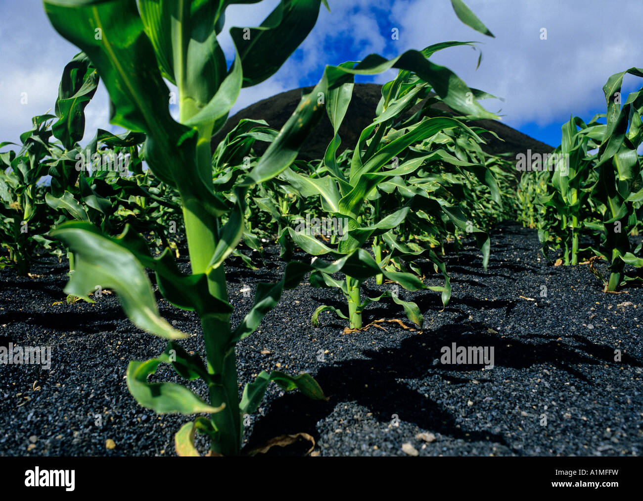 corn growing in volcanic ash soil near village of guinate island of