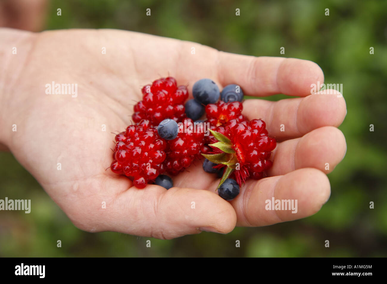 Berry picking alaska hires stock photography and images Alamy