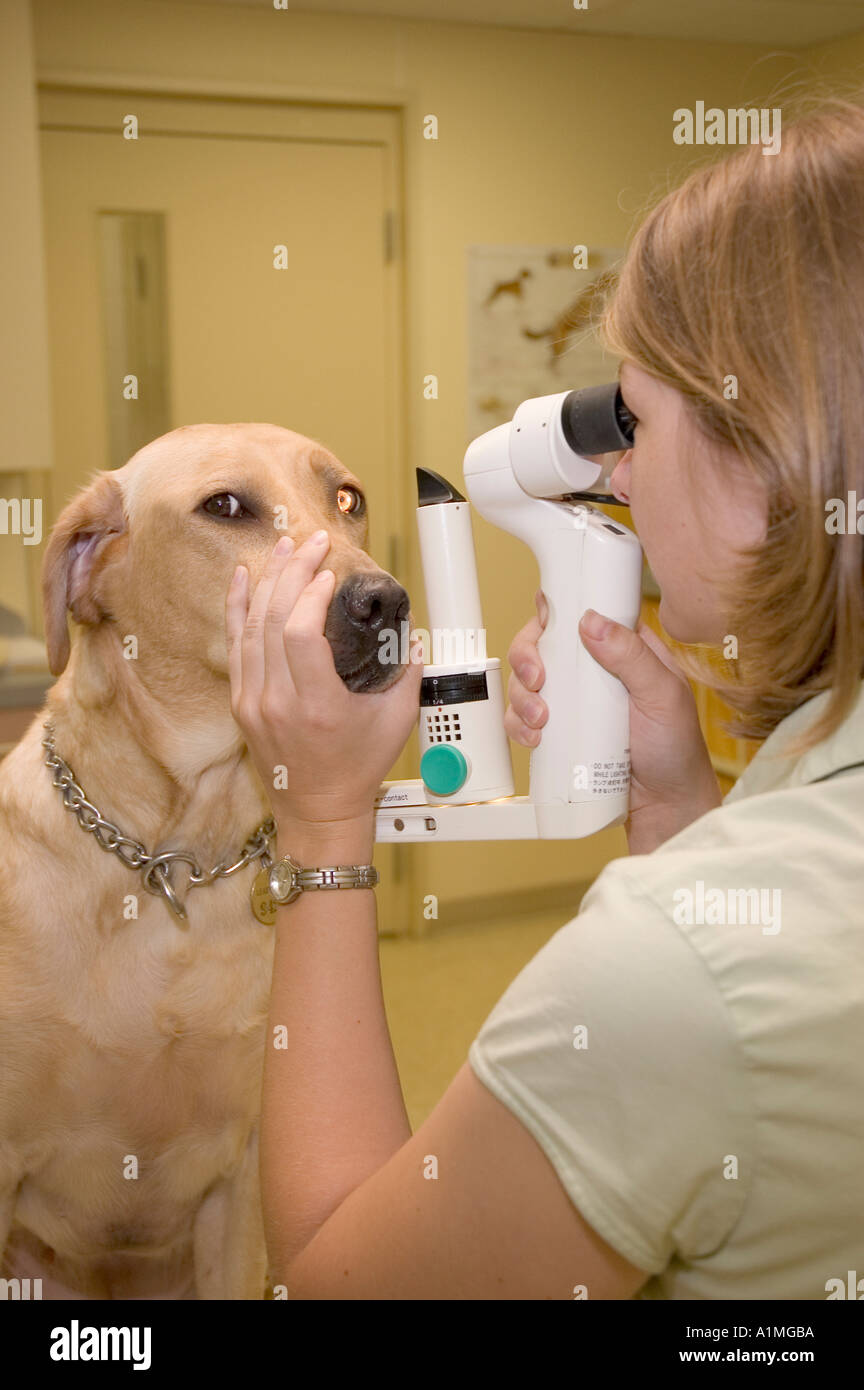 In the Veterinary Hospital located in the Kennel building of Leader
