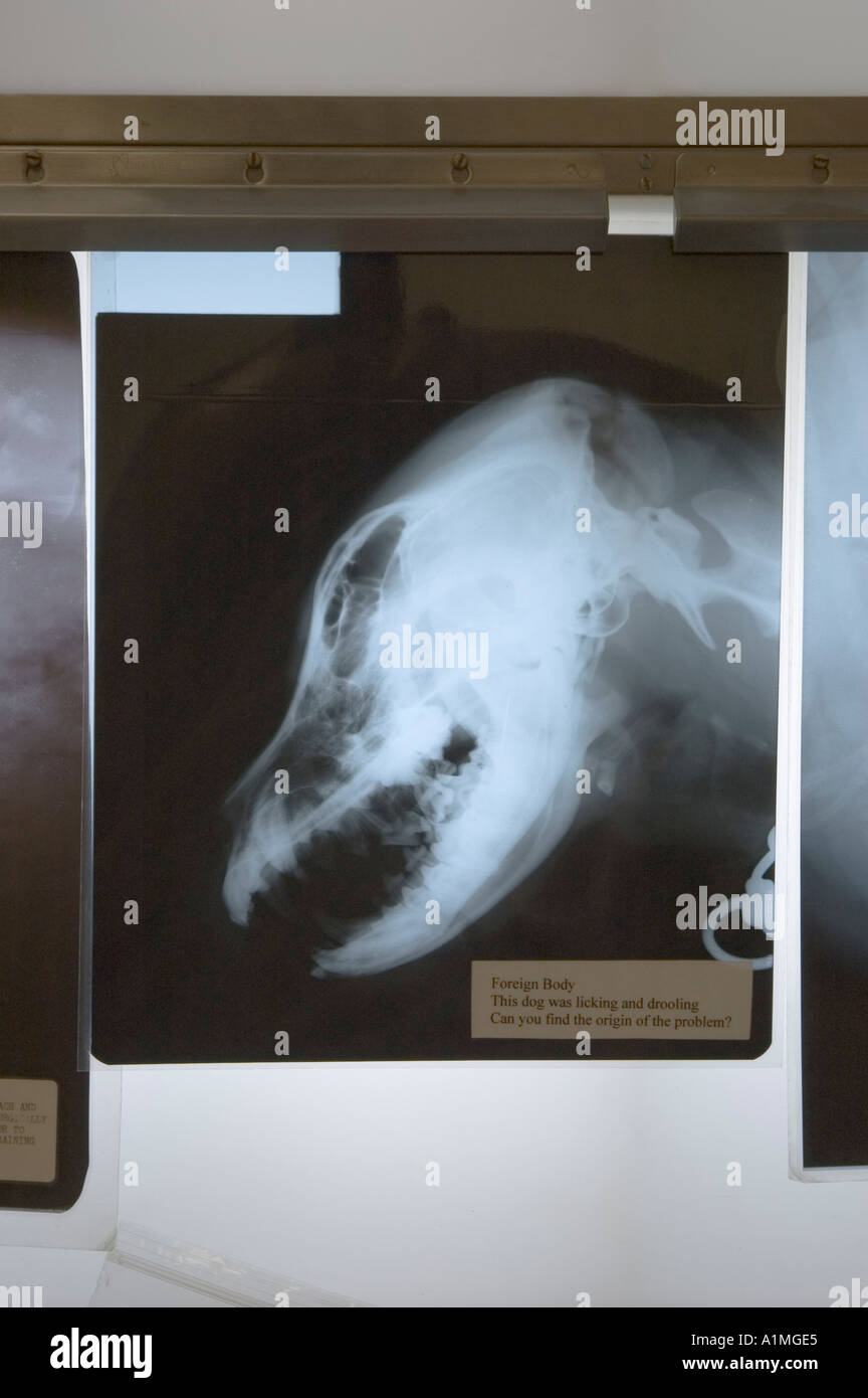 In the Veterinary Hospital located in the Kennel building of Leader