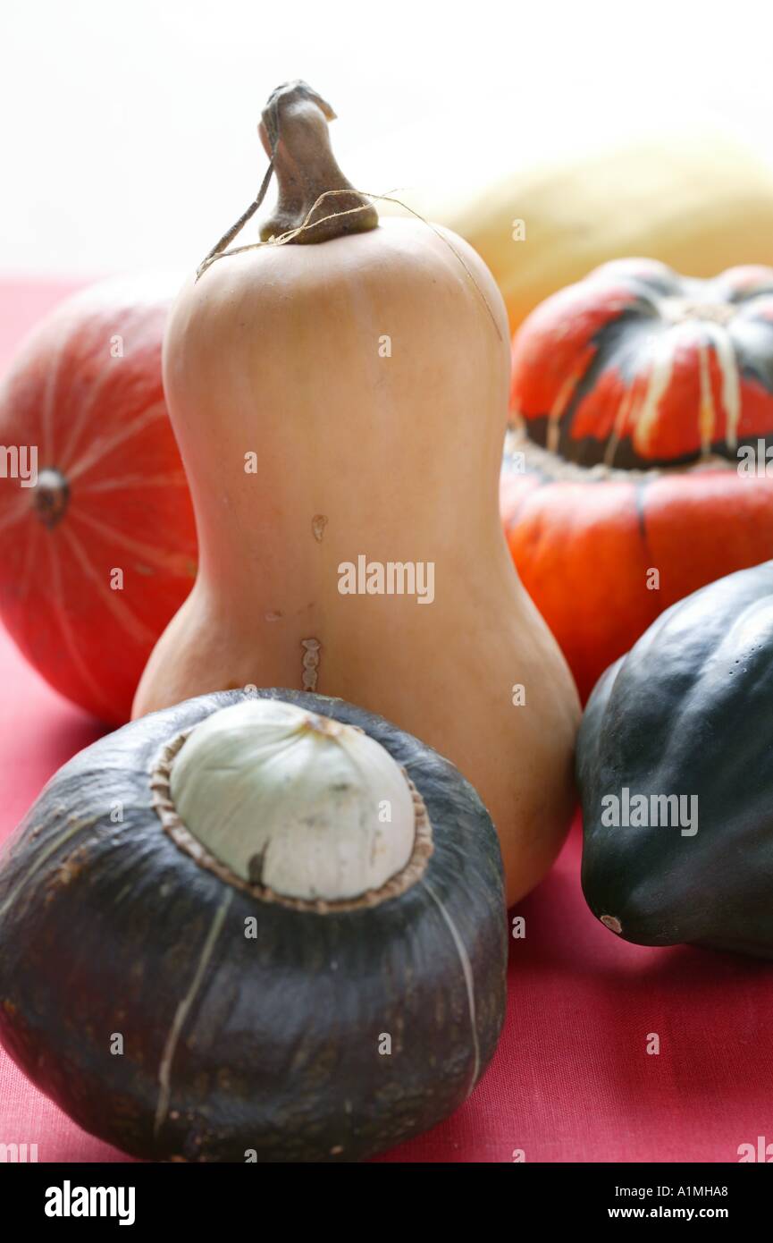 Squash still life with butternut squash Stock Photo