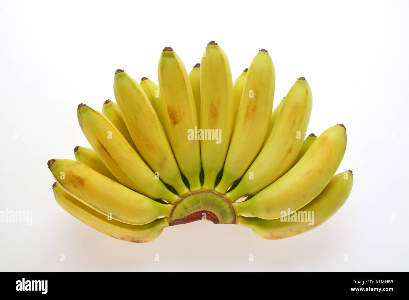 Bunch of sugar bananas finger bananas Stock Photo Alamy