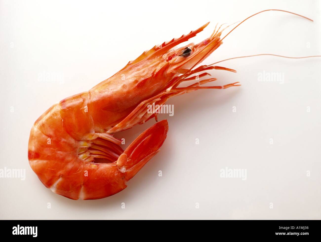 Shrimp cuisine hi-res stock photography and images - Alamy