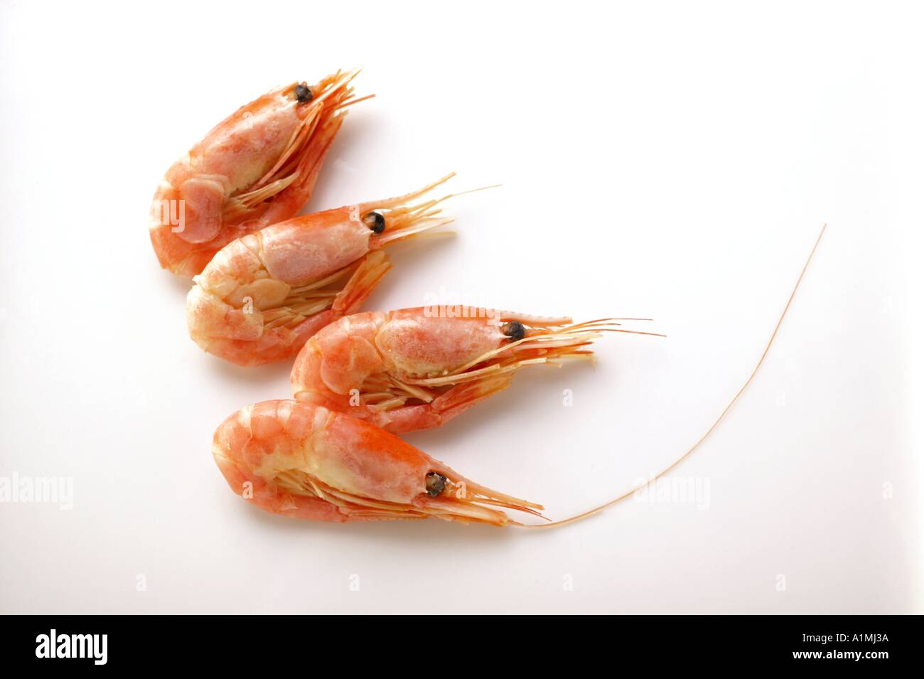 A few shrimps Stock Photo