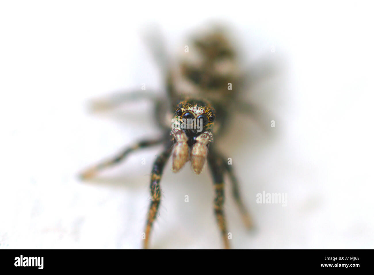 jumping spider looking at viewer Stock Photo