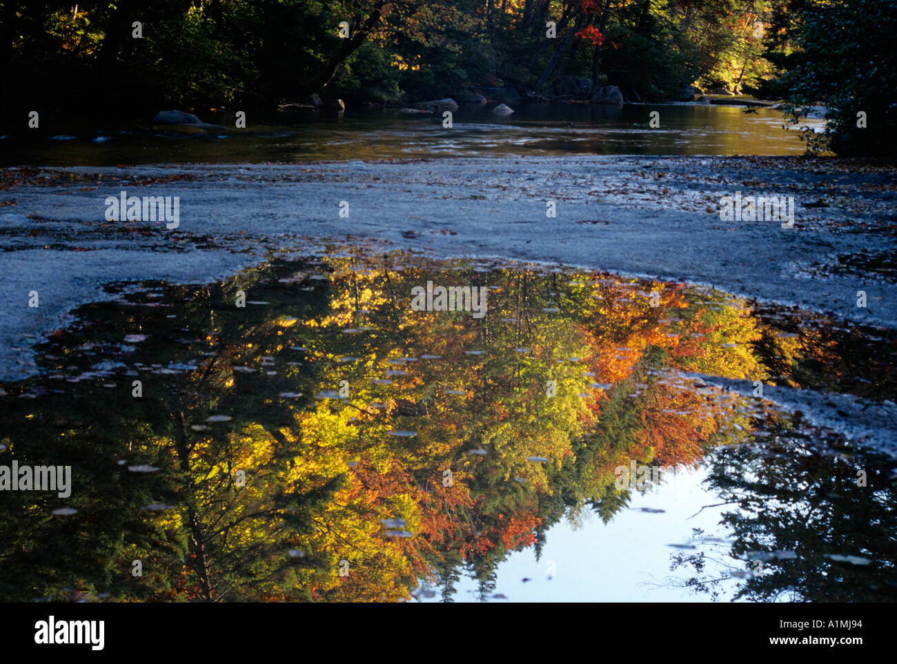 Reflections of Autumn color in a puddle Stock Photo - Alamy