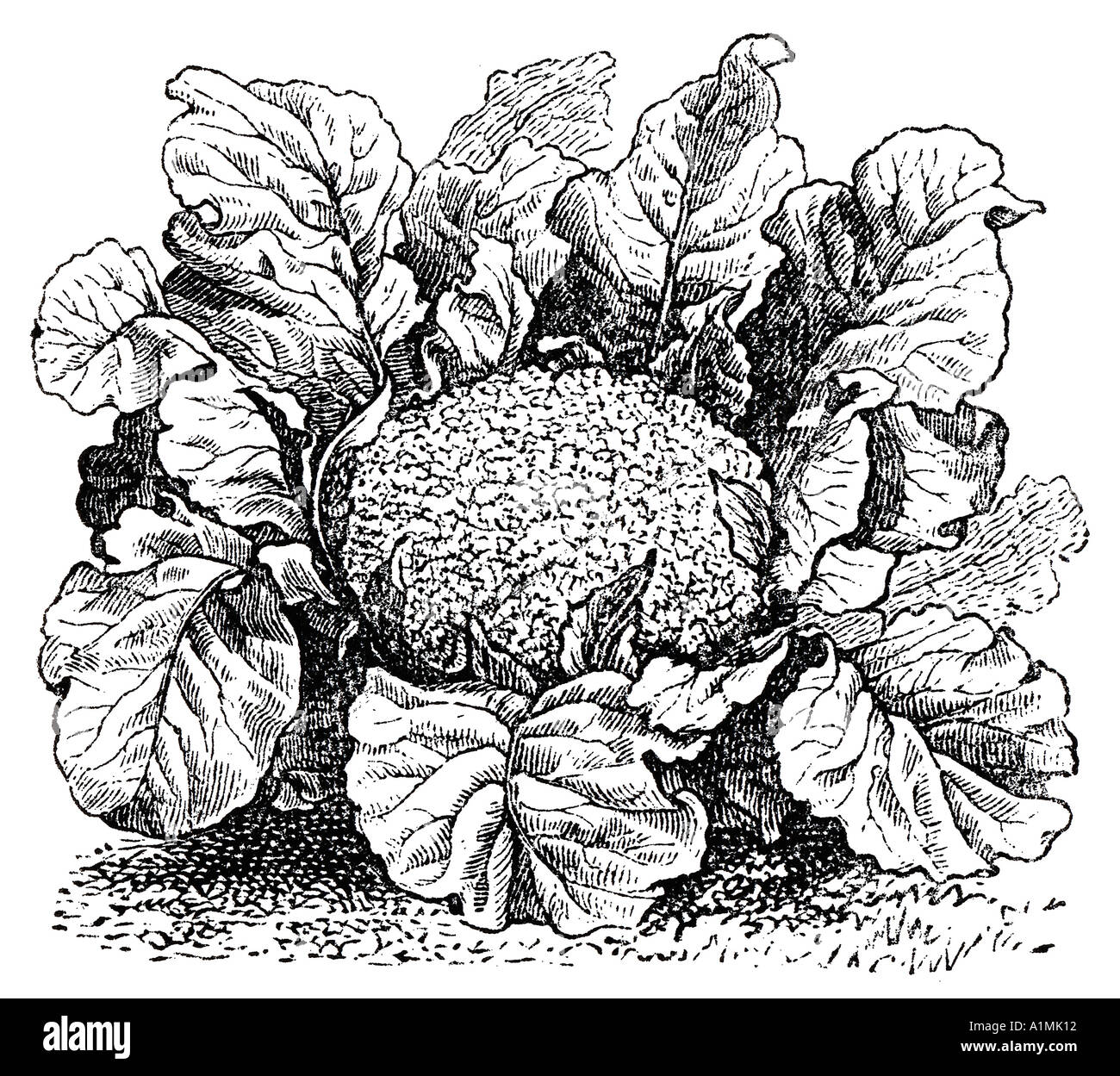 Cauliflower illustration Stock Photo