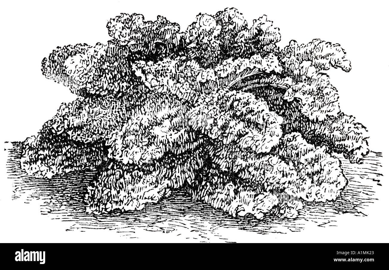 Curly kale illustration Stock Photo Alamy