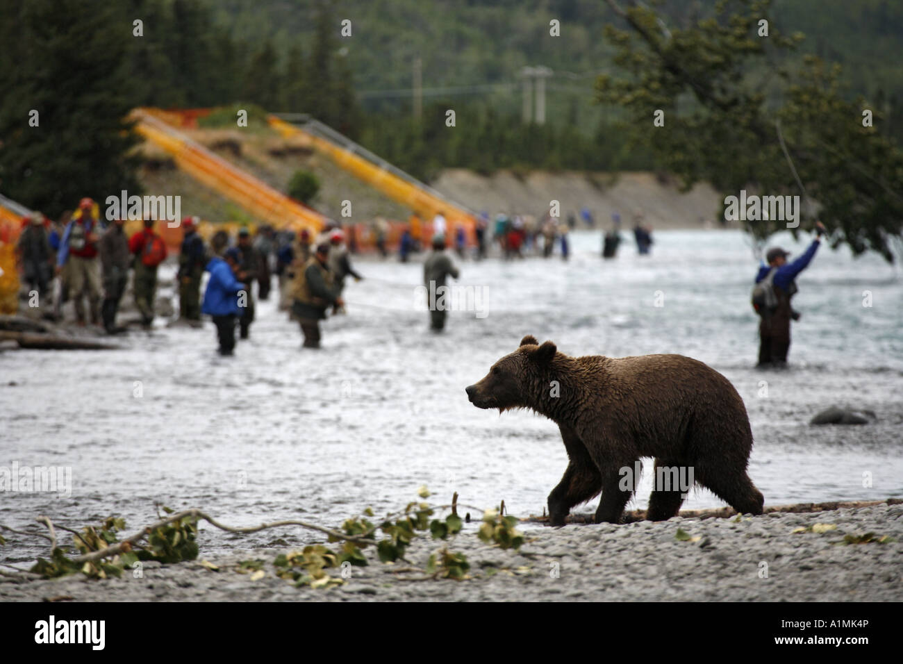 Kenai River Brown Bears