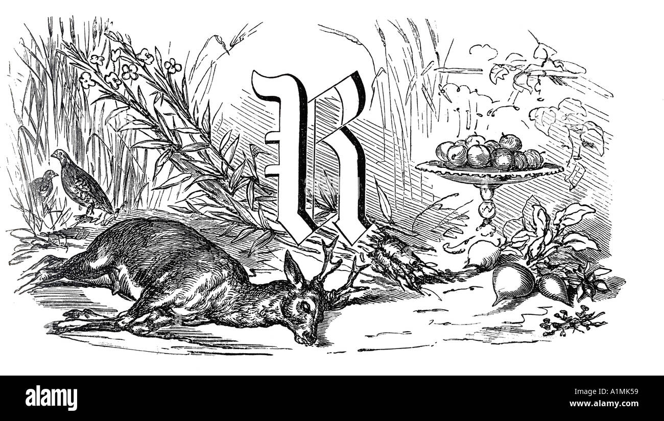 Still life with letter R roe root vegetables illustration Stock Photo ...