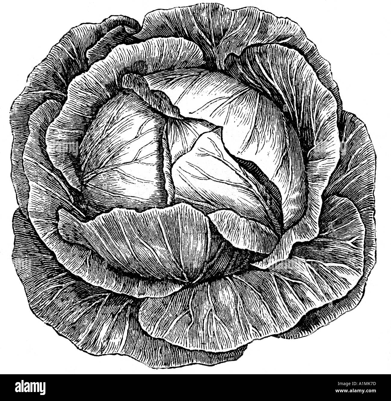 White cabbage illustration Stock Photo