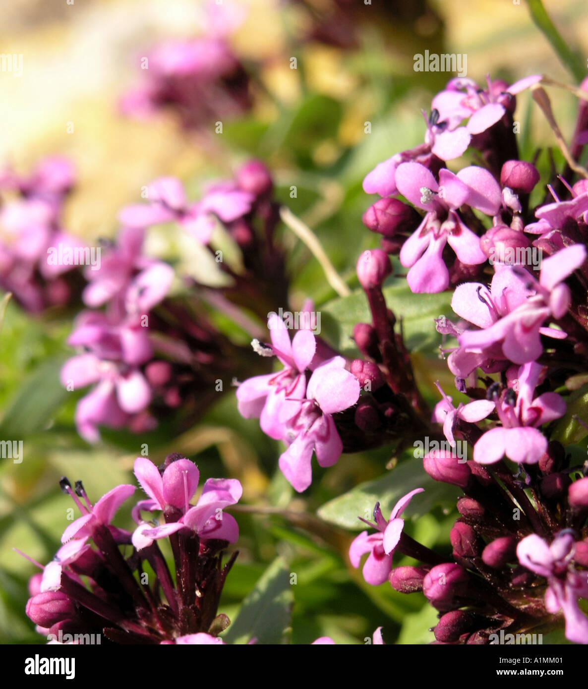 Horn of Plenty Fedia Cornucopiae Purple wild flower Gozo Malta Stock Photo