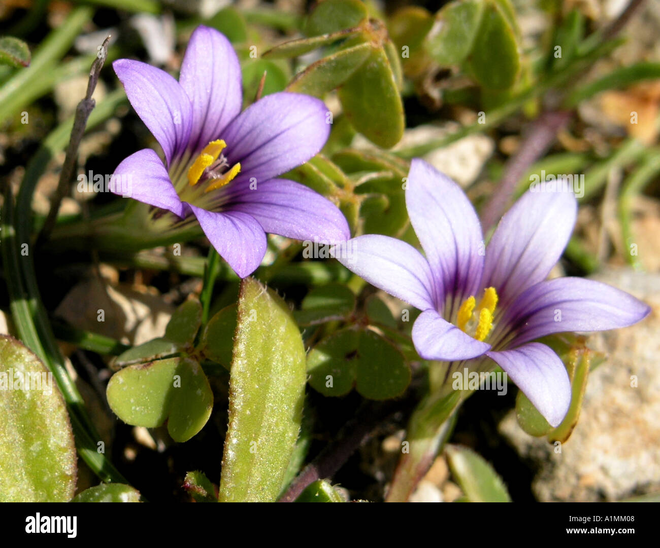 Purple Sand Crocus Romulea Ramiflora Gozo Malta Stock Photo