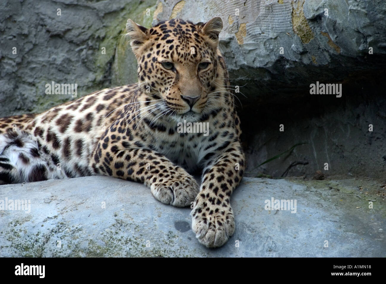Amur leopard paws hi-res stock photography and images - Alamy