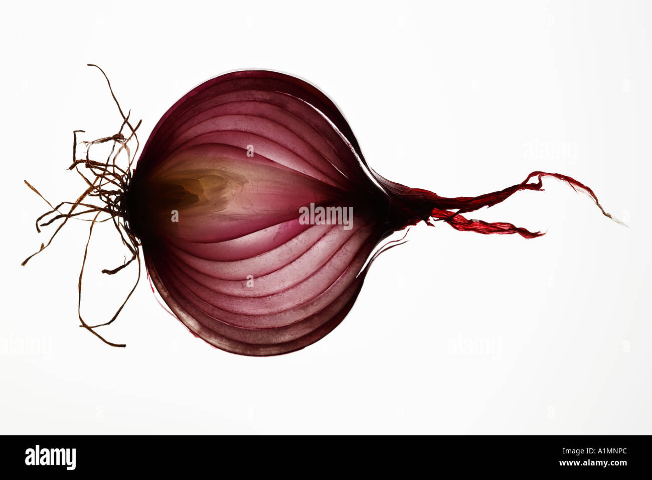 Onion slice Stock Photo