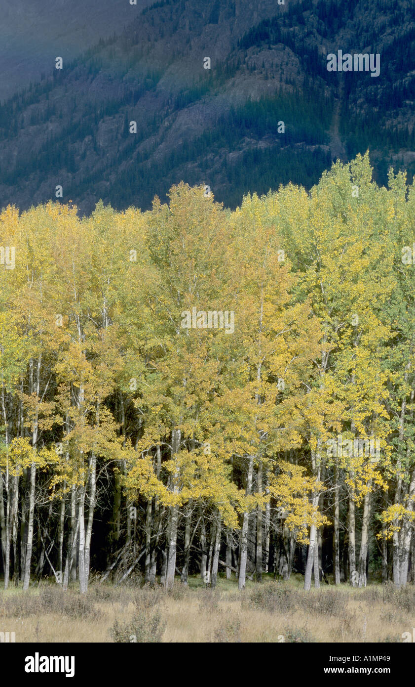 Aspen forest hi-res stock photography and images - Alamy