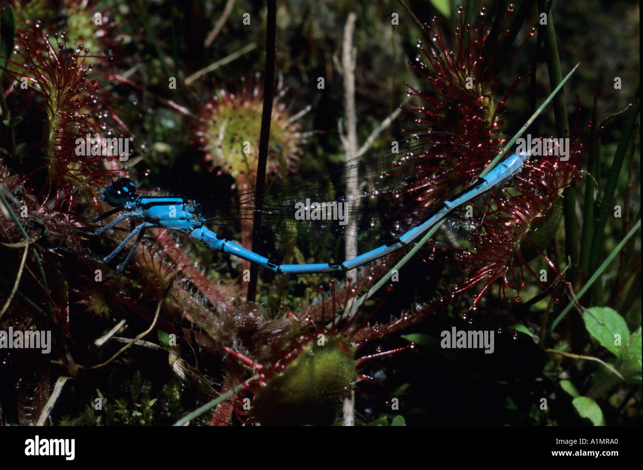 Damselfly caught on Sundew Stock Photo - Alamy