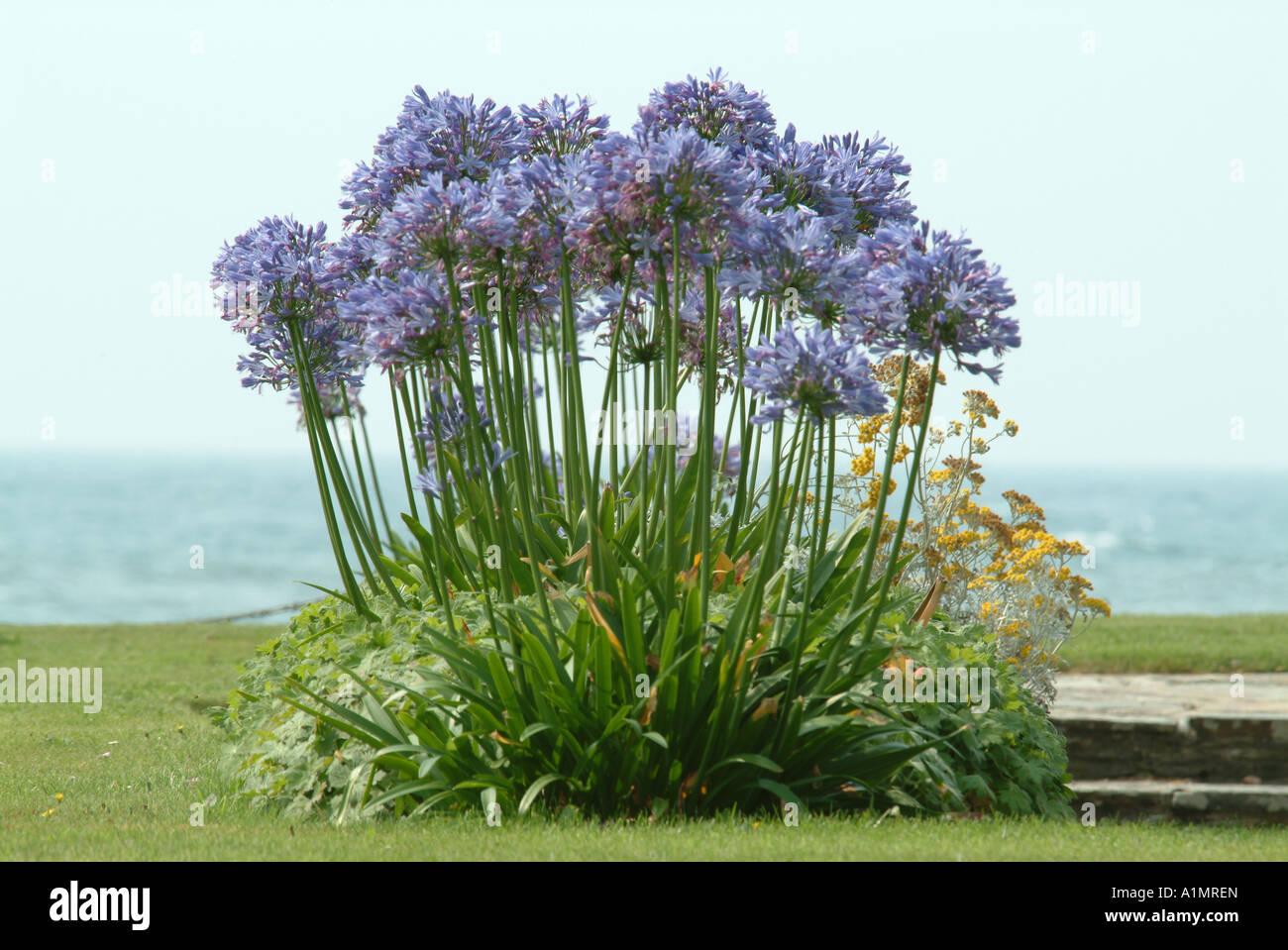 Agapanthus plant Stock Photo Alamy