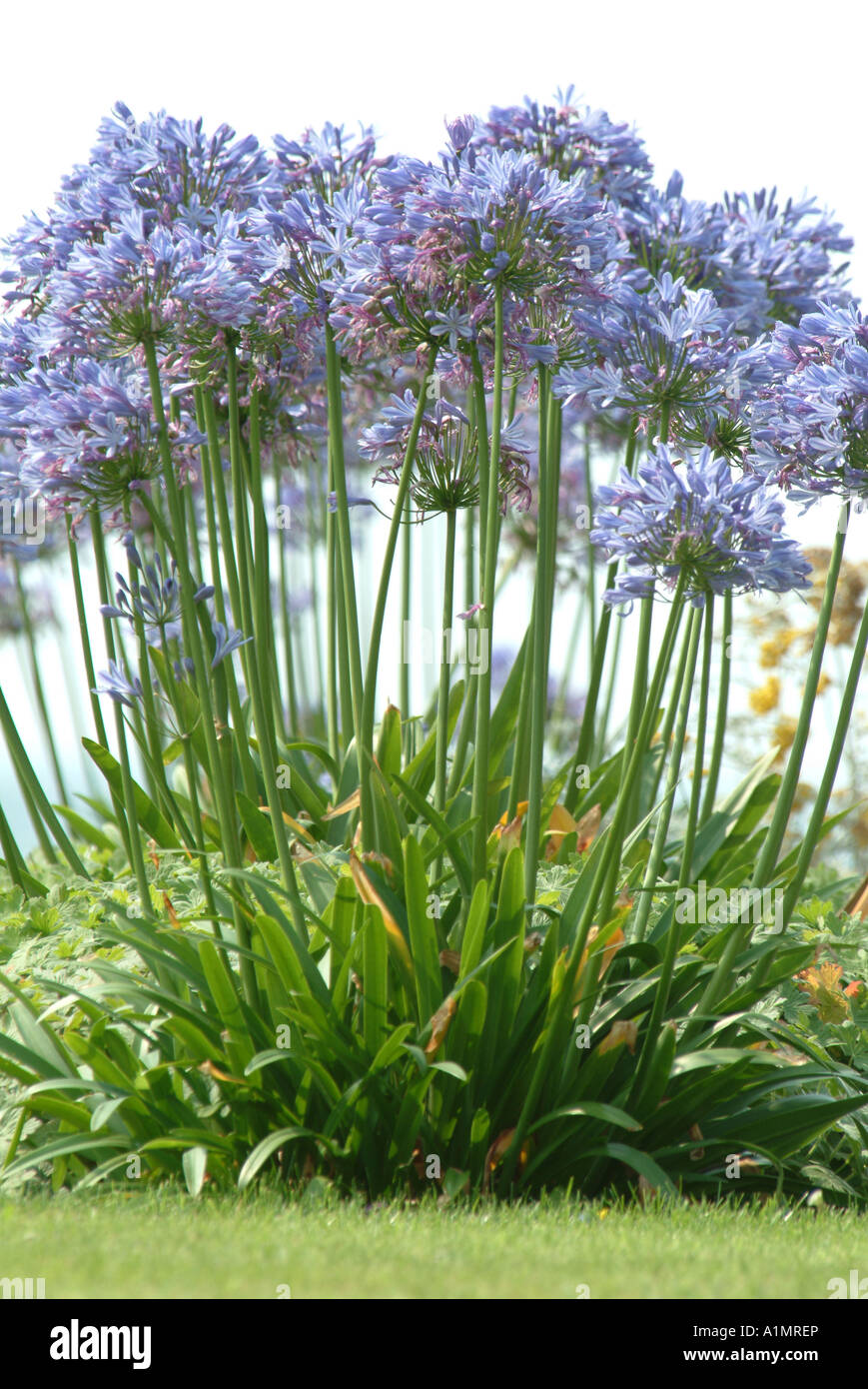 Agapanthus blue globe hires stock photography and images Alamy