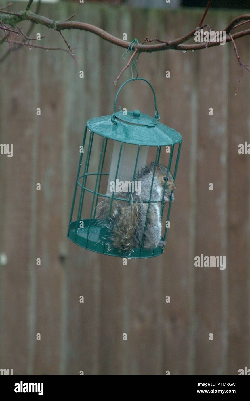 NOT a squirrel proof feeder (1 Stock Photo Alamy