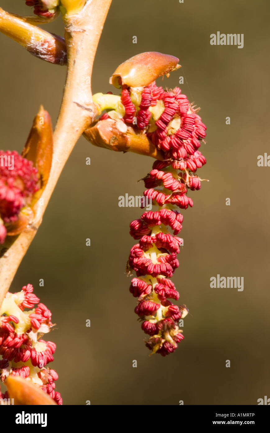 Black poplar catkin (Populus nigra betulifolia Stock Photo Alamy