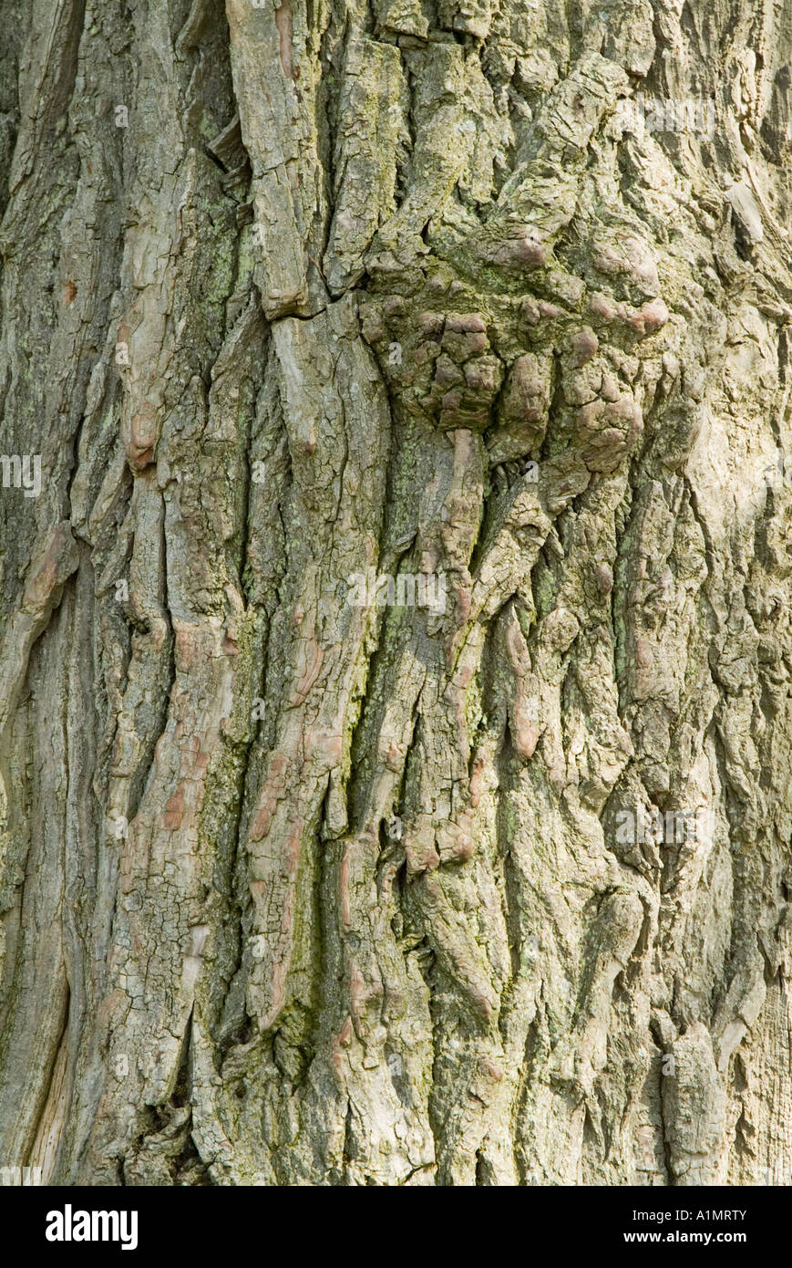 Black poplar bark (Populus nigra betulifolia Stock Photo Alamy